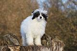 CHIEN NU CHINOIS 005